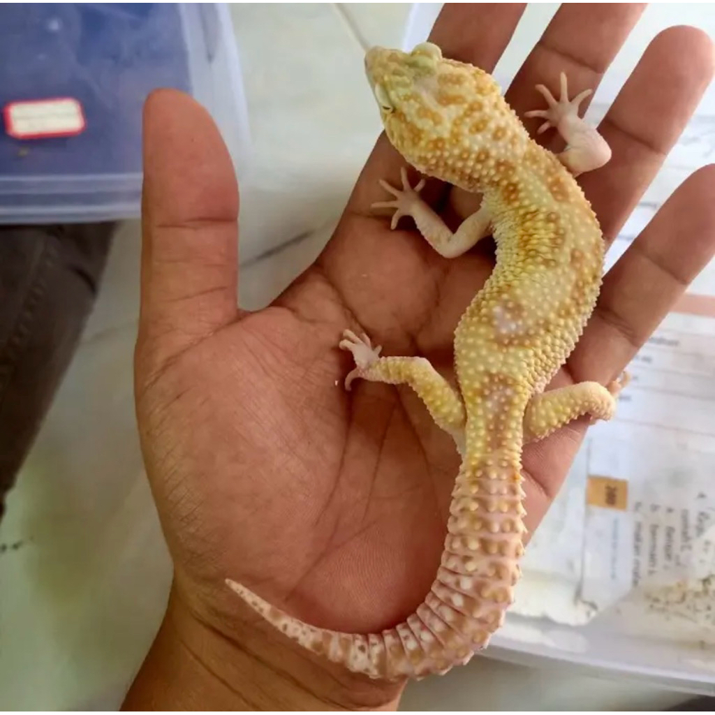 Leopard gecko morph WY raptor Male