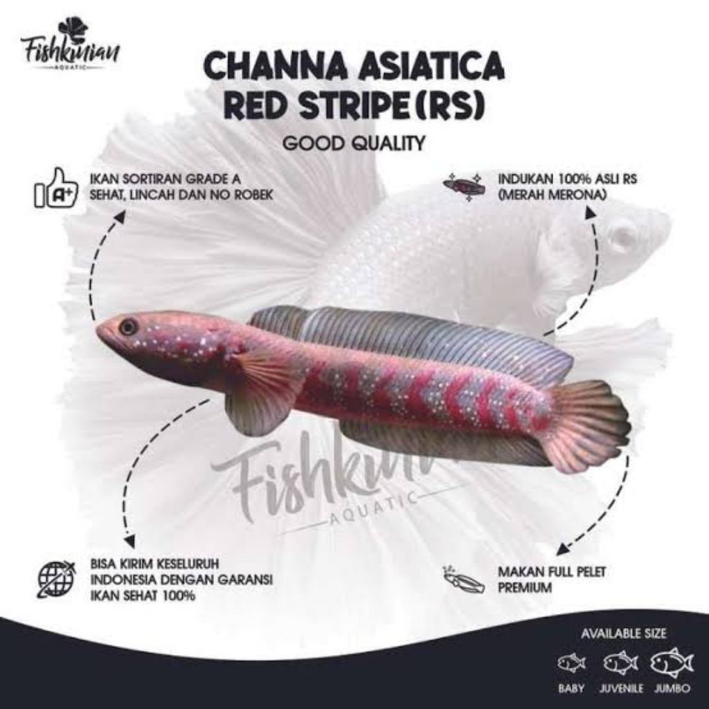 Asiatica red strip