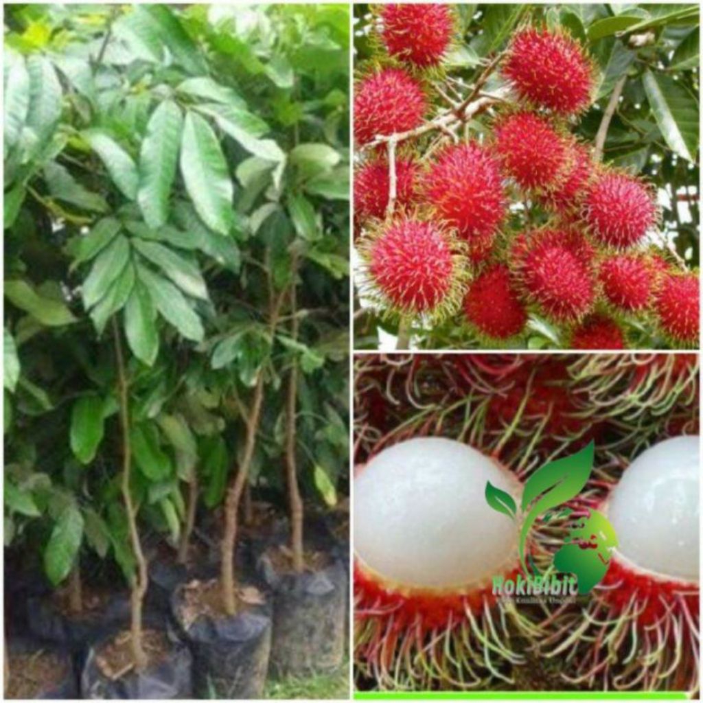 bibit rambutan rapiah okulasi.