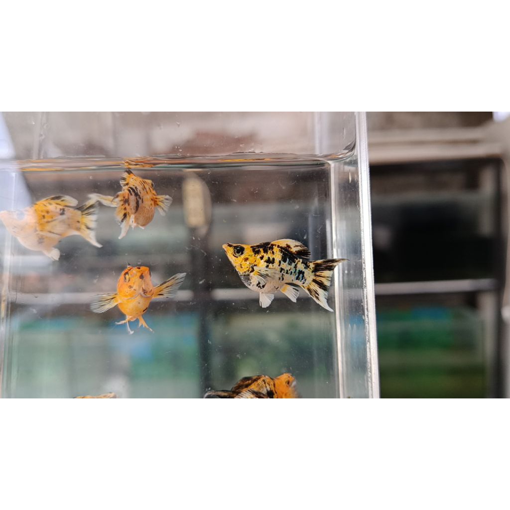 molly pikachu lyretail siapan induk per ekor