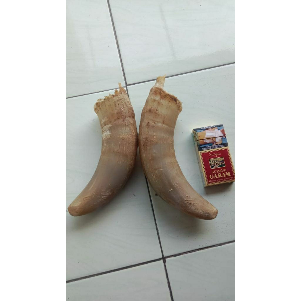 tanduk sapi (kopong)