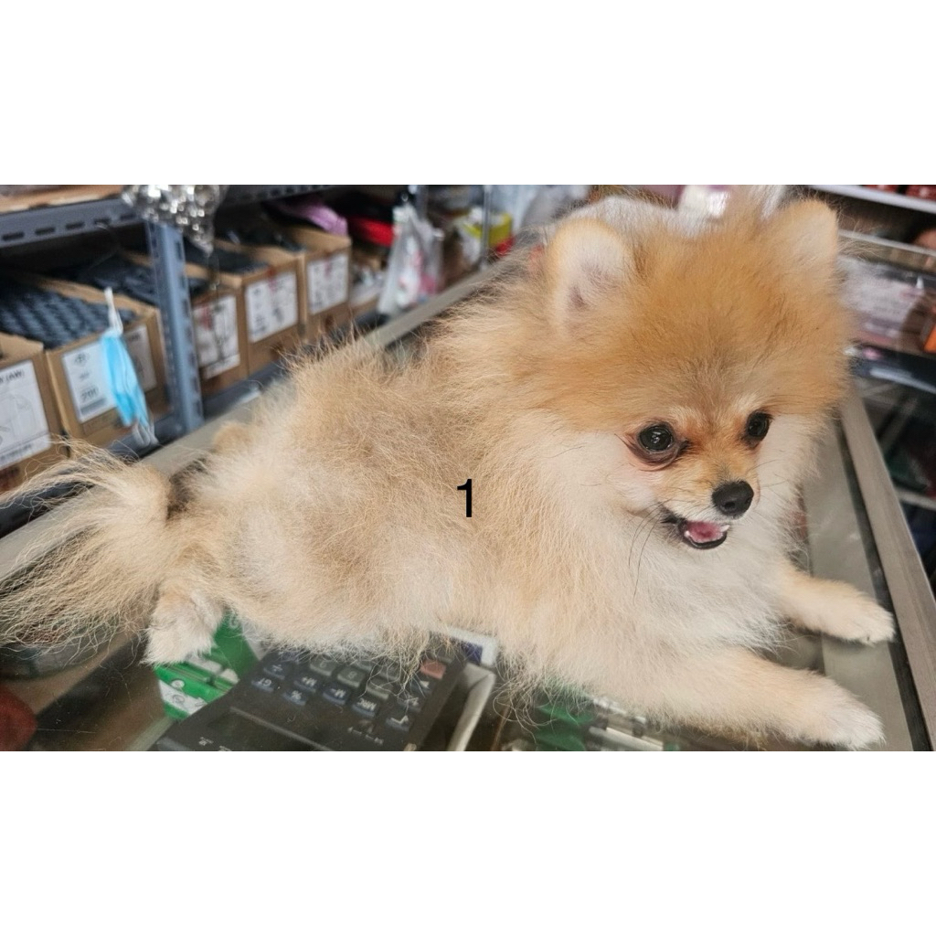 anakan anjing mini pomeranian betina