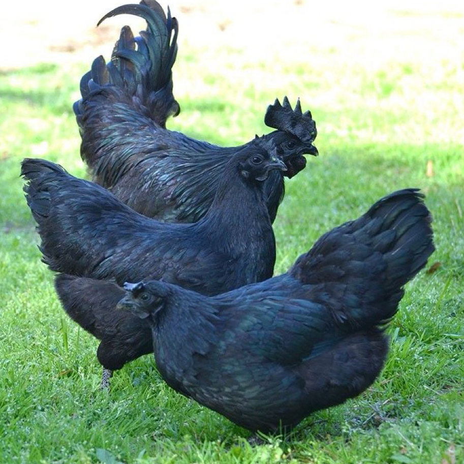 Telur Fertil Ayam Cemani Lidah Hitam Telur Untuk Ditetaskan Ayam Cemani Lidah Hiatm Original
