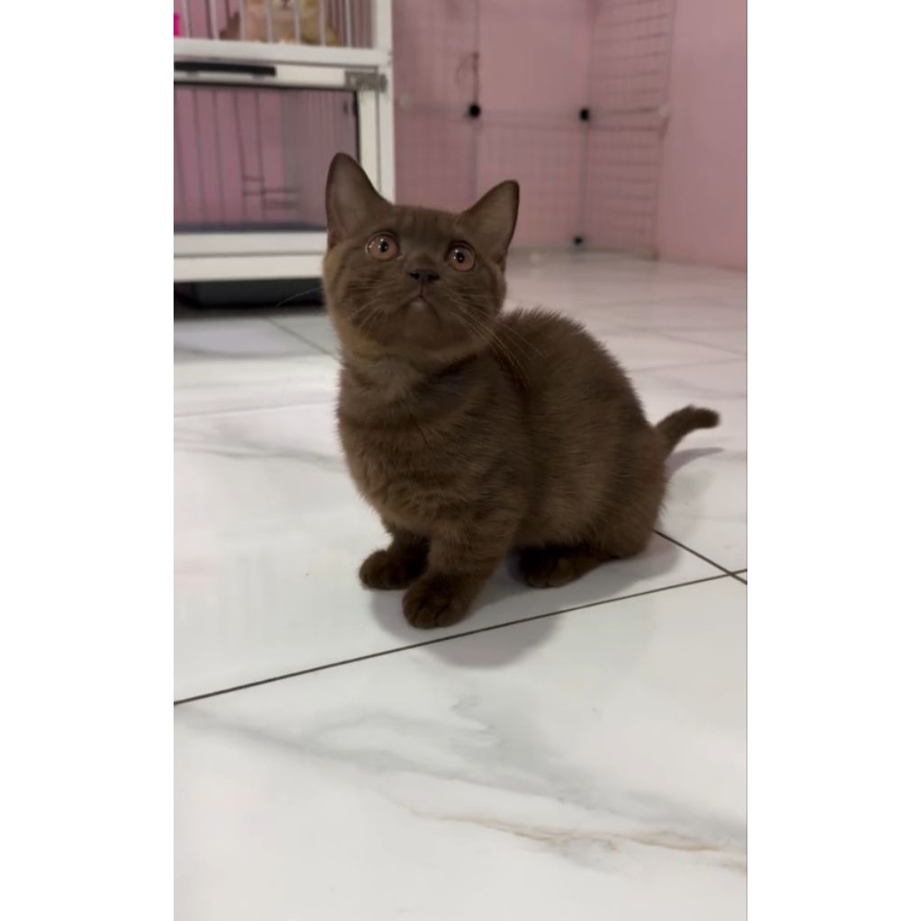 BSH munchkin choco betina