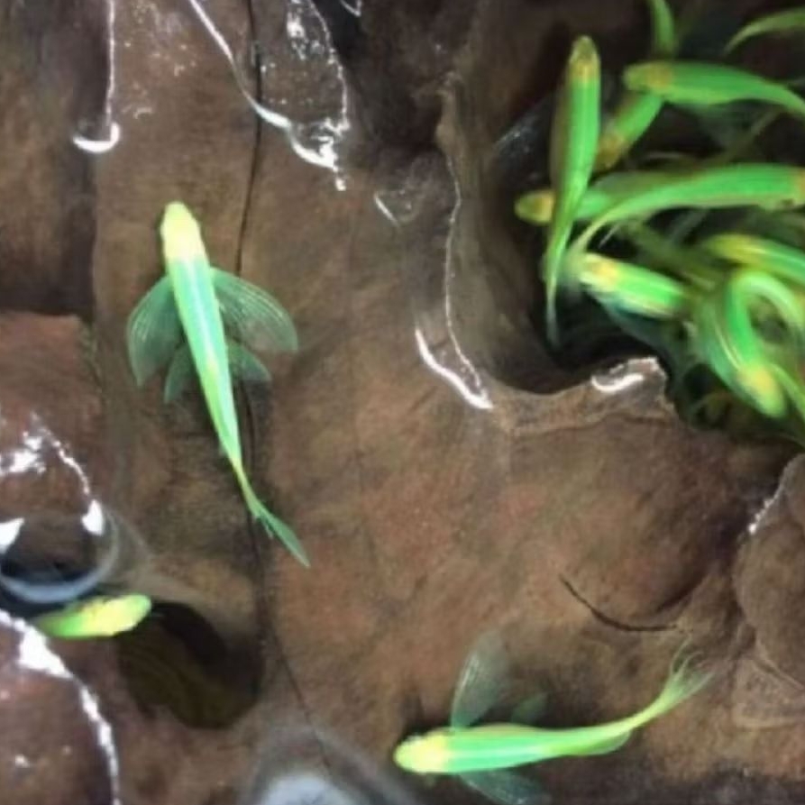 IKAN HIAS ZEBRA DANIO SLAYER GREEN SIZE +-3 CM [ISI 9 EKOR]