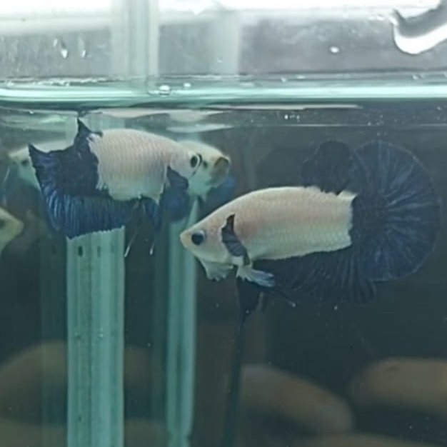 Ikan Cupang Blue Rim Pair (Sepasang) Jantan Betina Real Pict