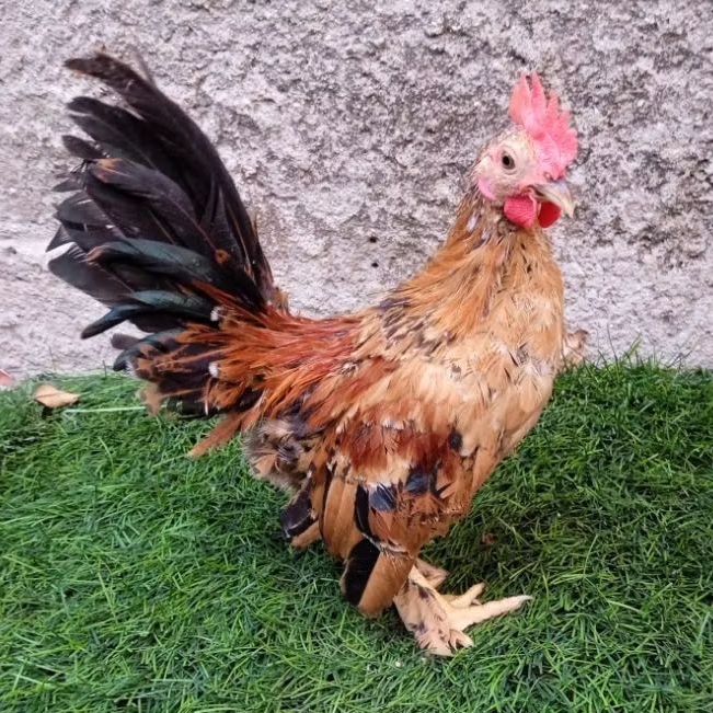 ayam kate jantan muda