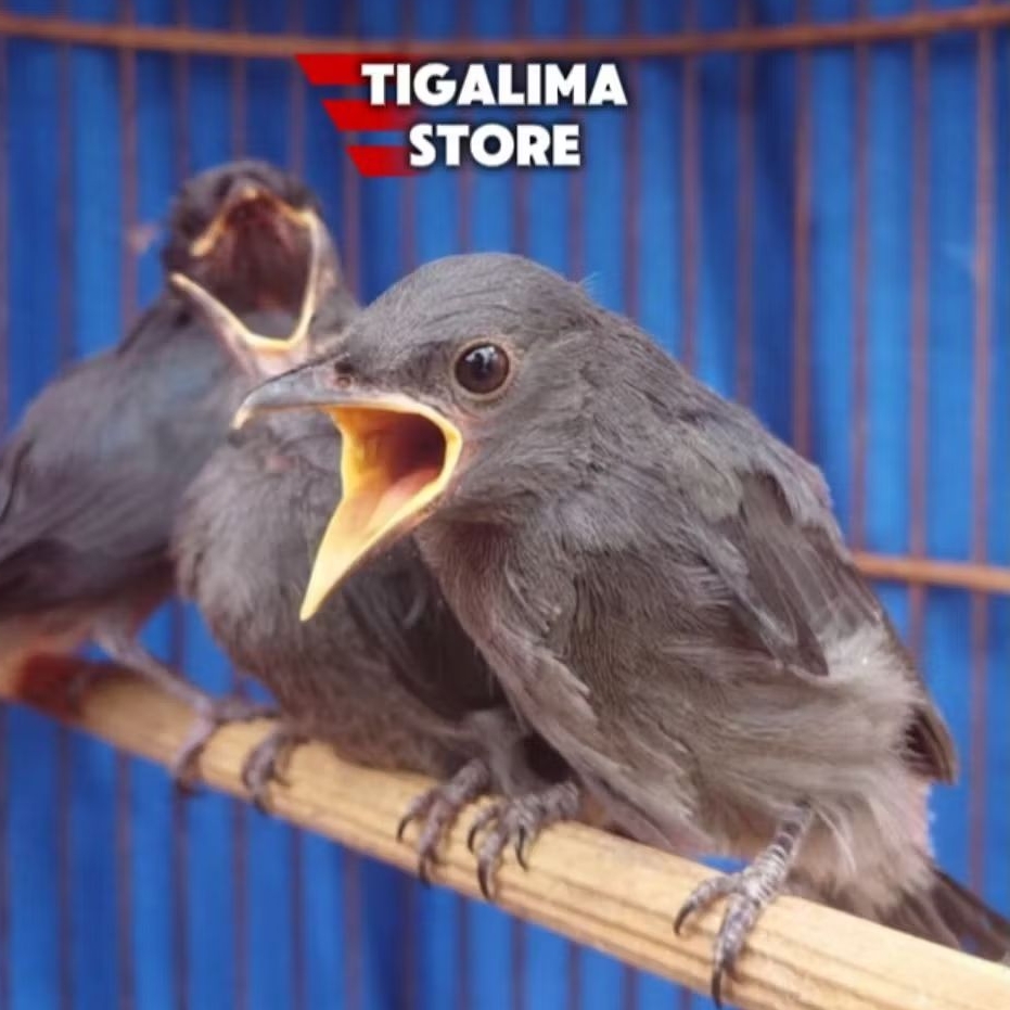 BURUNG SRIGUNTING ABU ANAK LOLOHAN