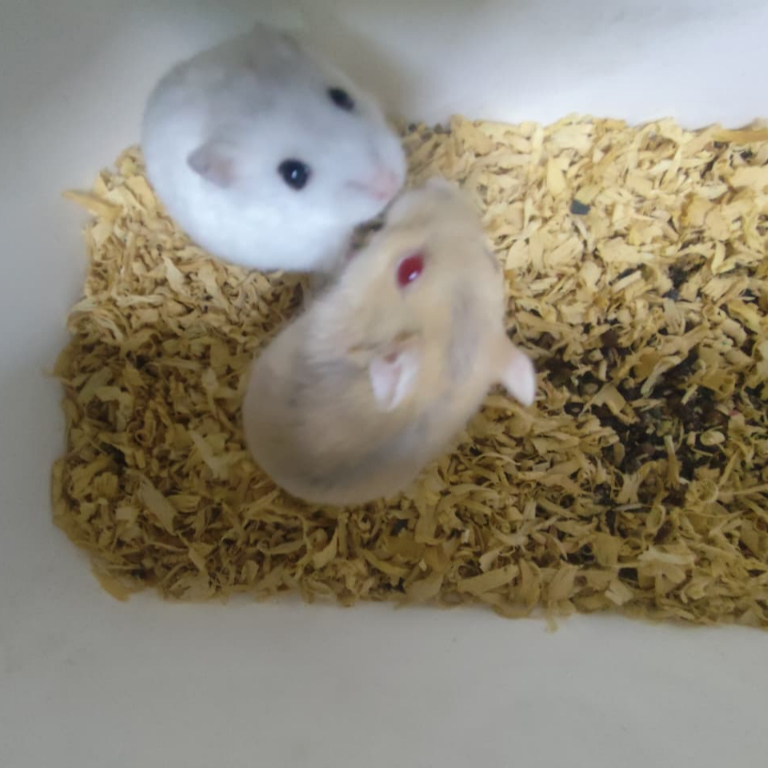 jodoan / indukan hamster whinter