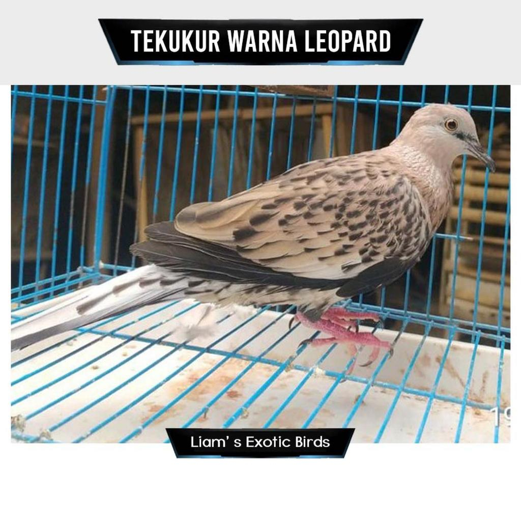 Burung Tekukur Leopard Dark Pilihan Sehat Mulus