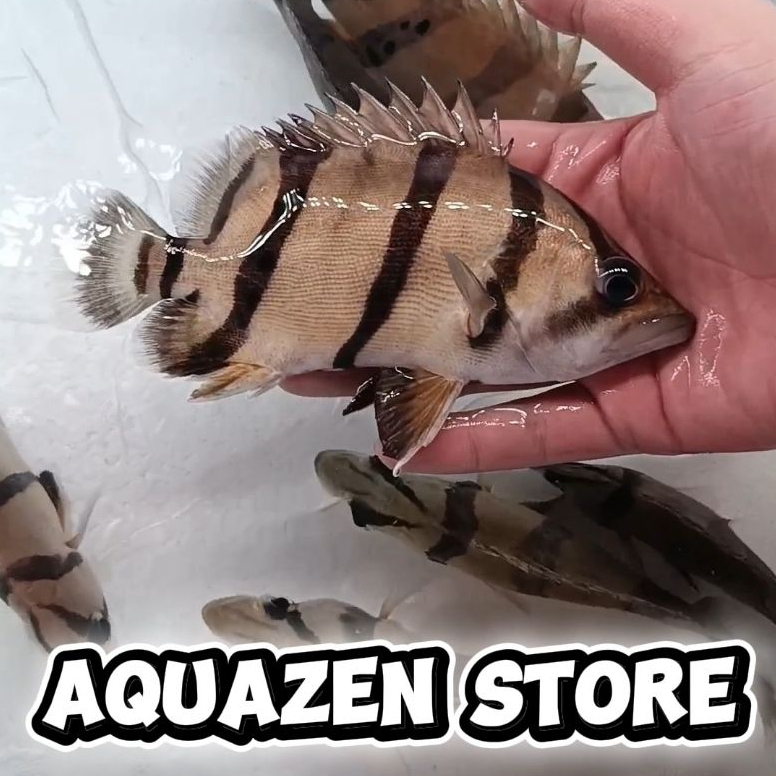 Hiasa Aquarium Datz 3 bar NTT / Datz NTT 11-15cm