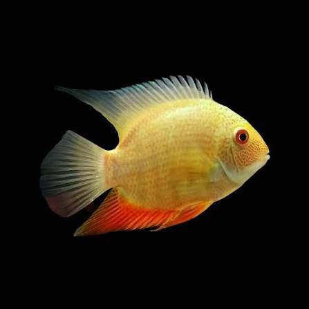 Hiasan Aquarium Aquascape Yelow Severum