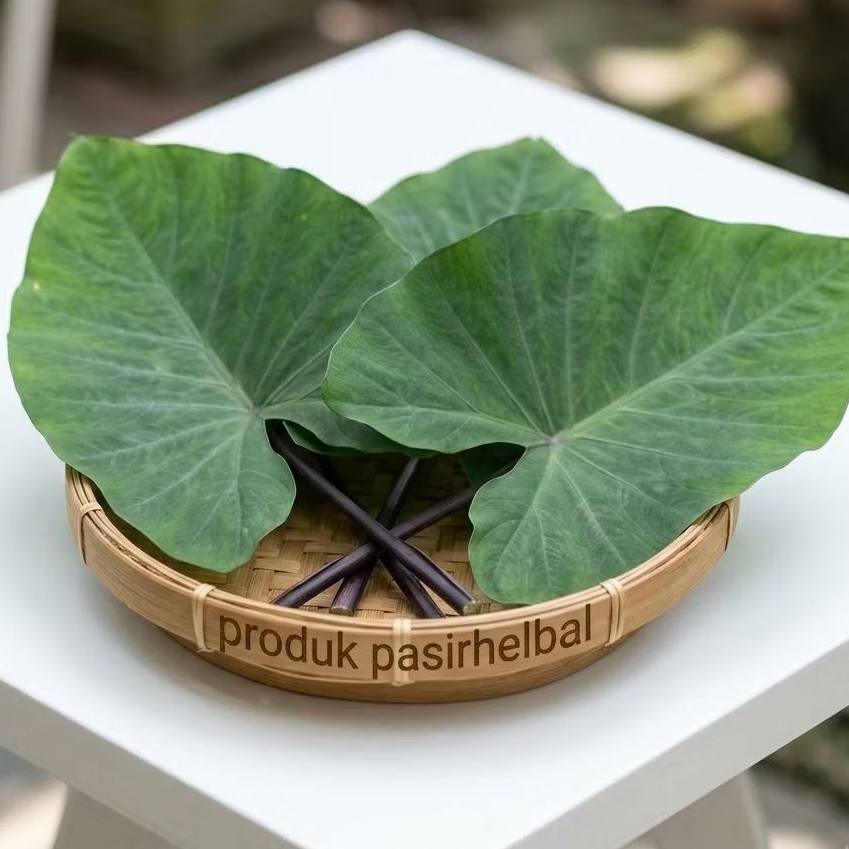 Daun  talas hitam talas wulung segar fresh