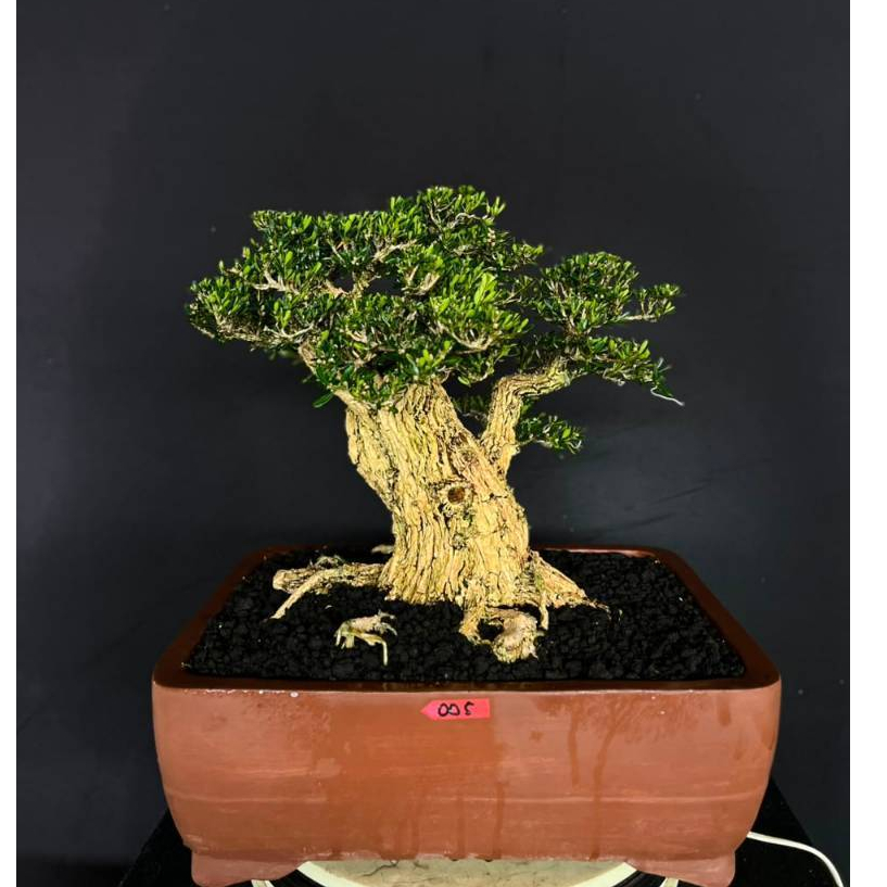 BONSAI BUXUS 005