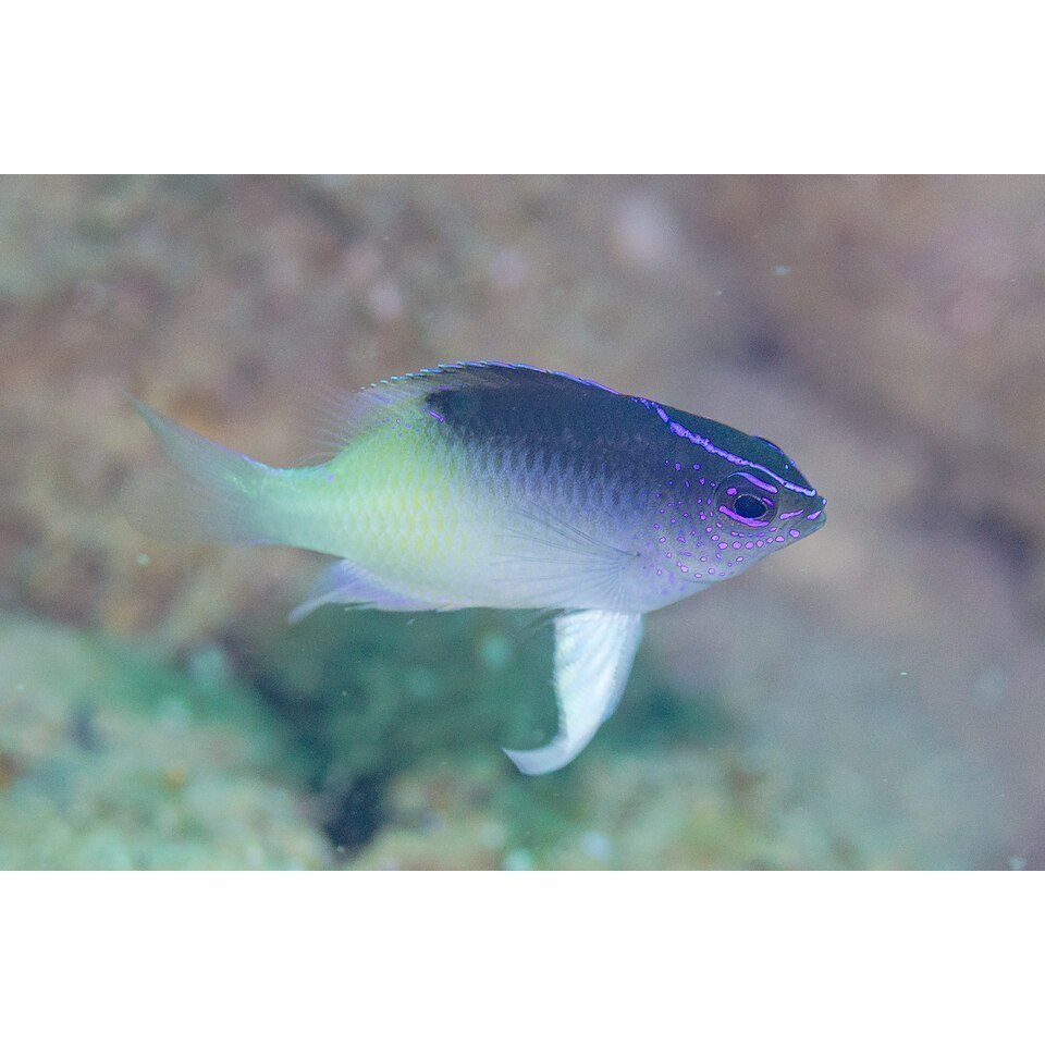Ikan Hias Air Laut Betok Sabun