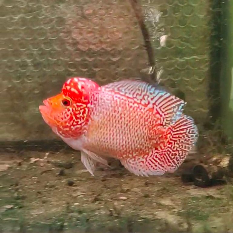 burayak ikan lohan cencu gen gb genetic bagus 2-3cm lokal pride cencu indonesia murah berkualitas