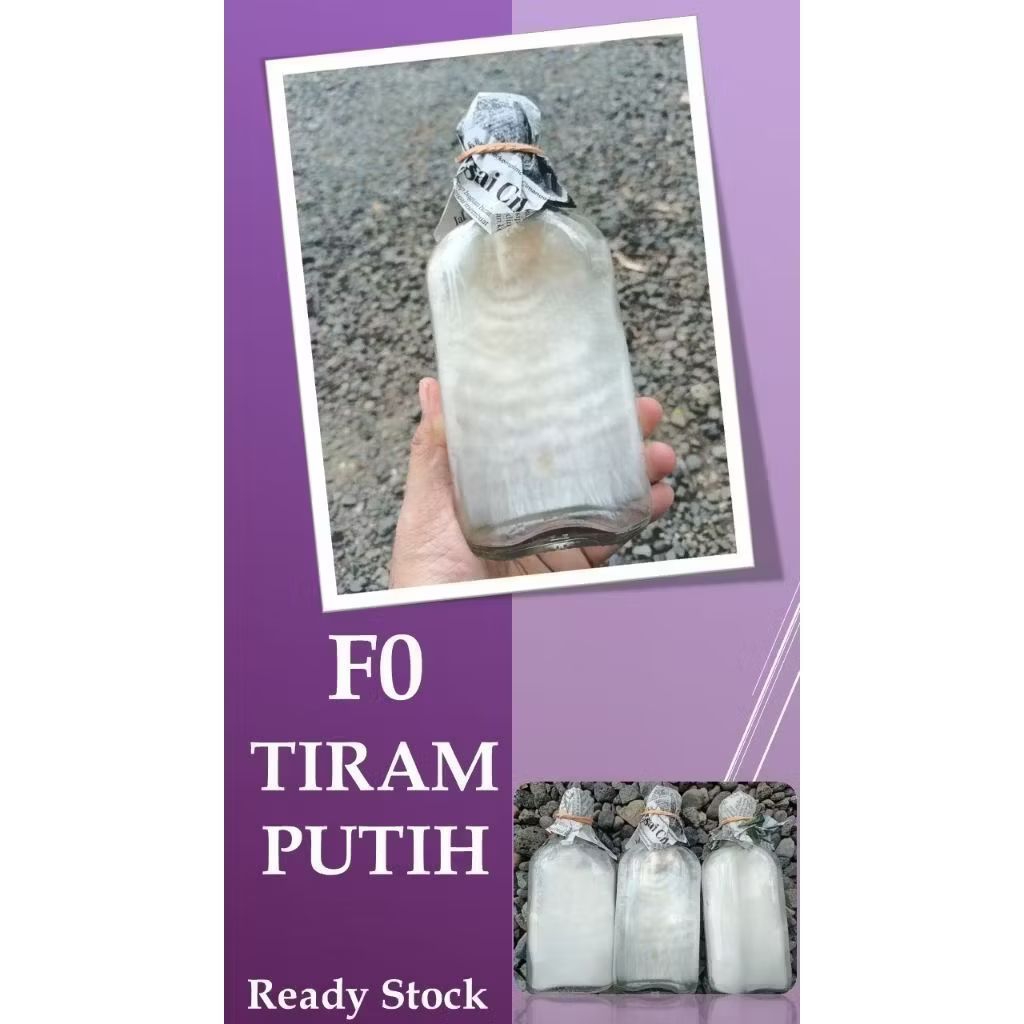 F0 Bibit Jamur Tiram Putih