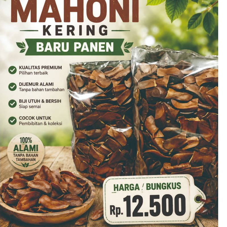 BIJI MAHONI KERING BARU PANEN | Biji Mahoni Kering Berkualitas | Benih Mahoni untuk Tanam | Biji Mah