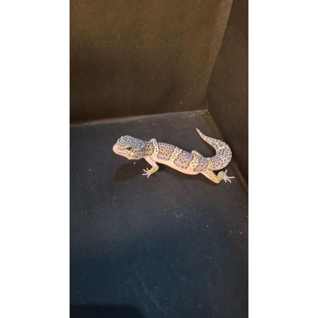 Leopard Gecko Male - Mack Snow Black Night het Murphy Patternless ph Tremper - Usia Juve Jantan Seha