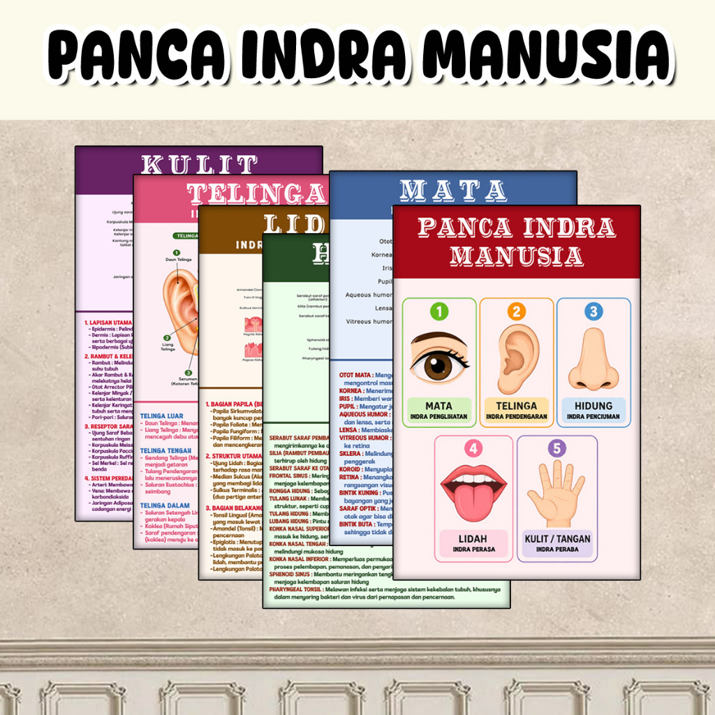 ES88 POSTER A3+ PANCA INDRA MANUSIA ll POSTER EDUKASI SEKOLAH BIOLOGI