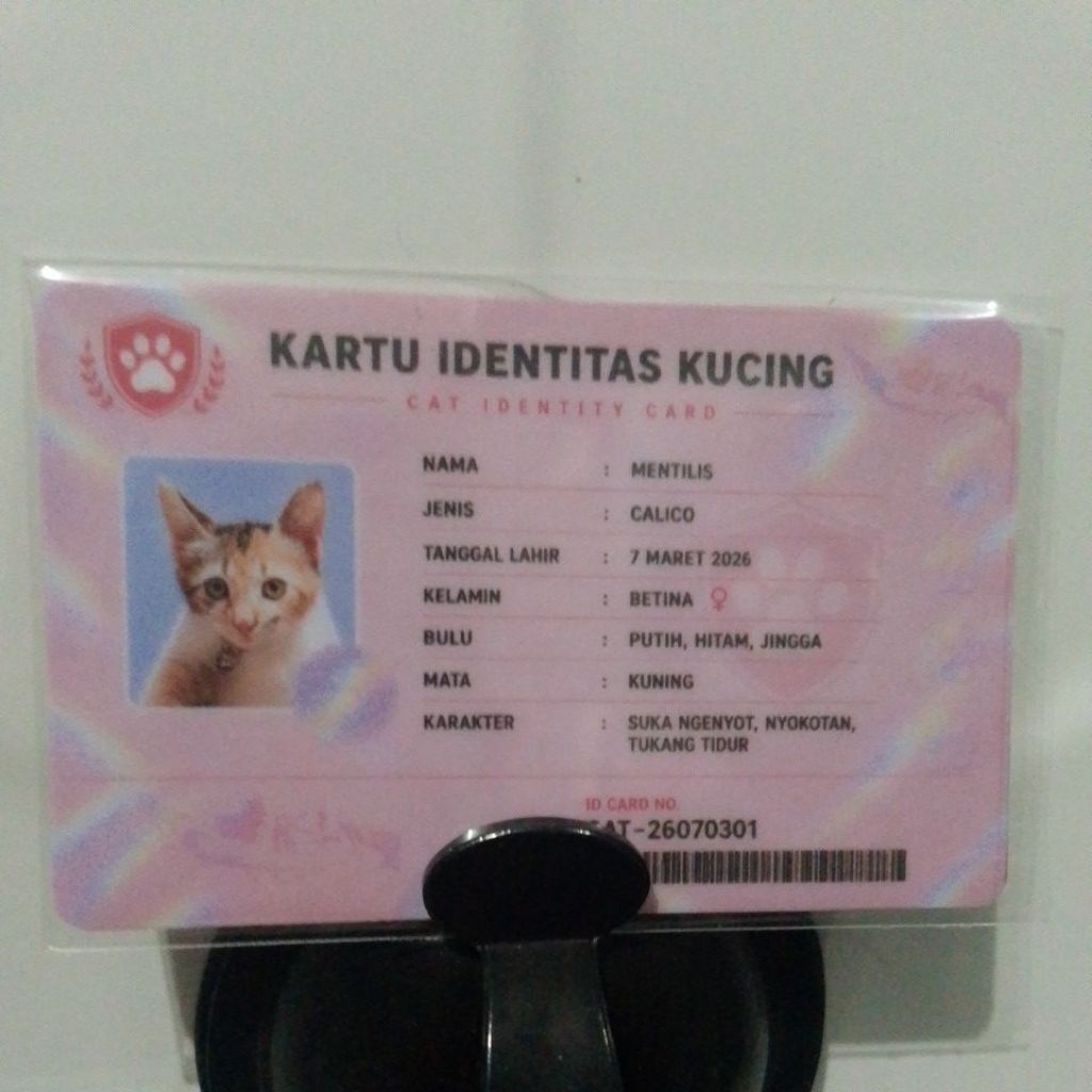 kartu identitas kucing lucu KTP kucing