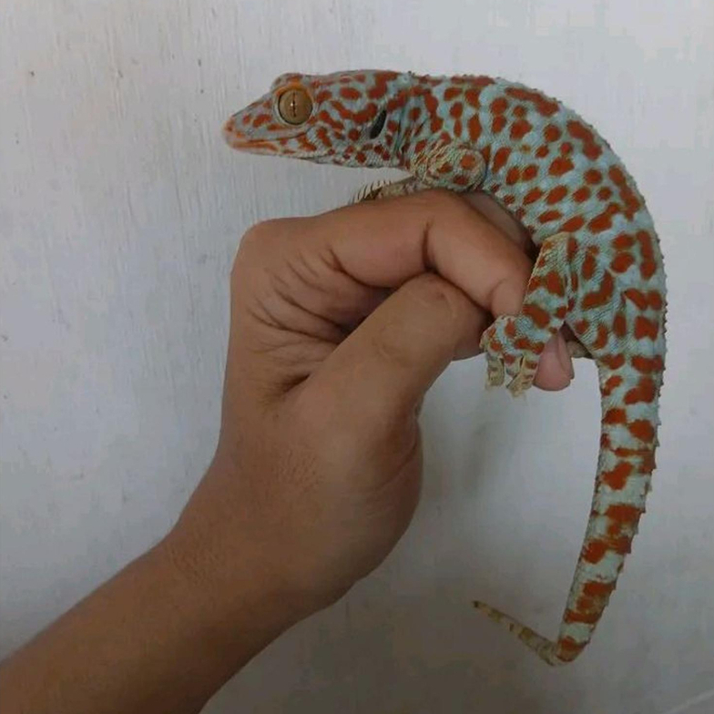 tokek hidup  merah