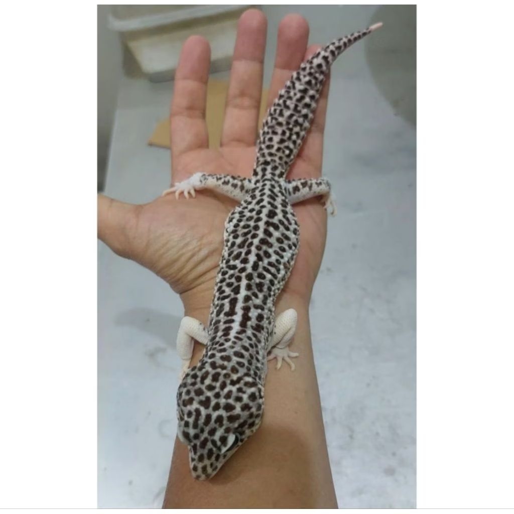 (D) GECKO LEOPARD, INDUKAN, SEHAT CAKEEPP