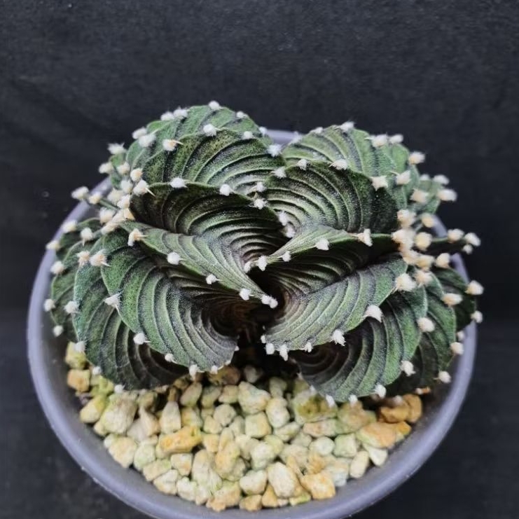 Kaktus Gymno friedrichii Vos 1241 Double Head (Gymnocalycium friedrichii Vos 1241)