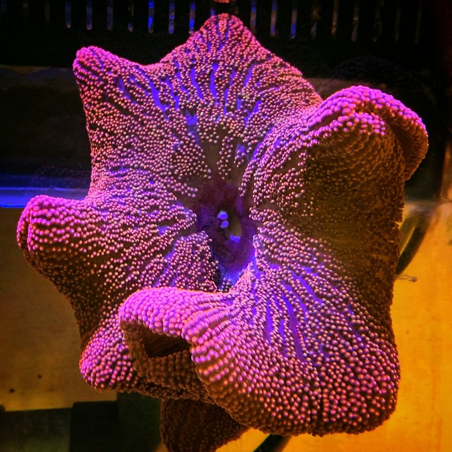 Anemon Karpet Merah Base Biru / Red Carpet Anemone (ukuran kurang lebih up to 15ccm)