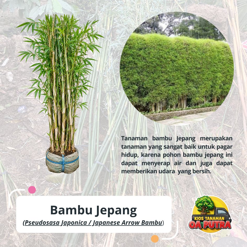 Tanaman hias bambu jepang sangat cocok untuk pagar hidup