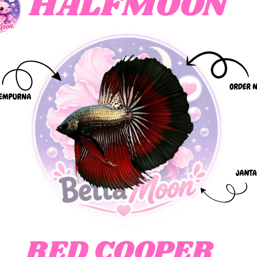 Aksesoris Aquarium – Halfmoon red cooper