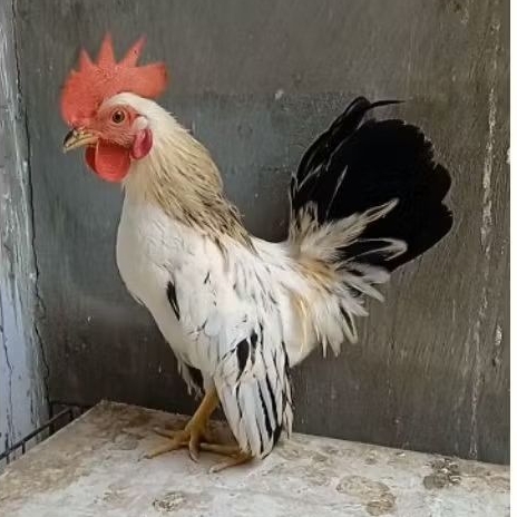 ayam kate jantan muda