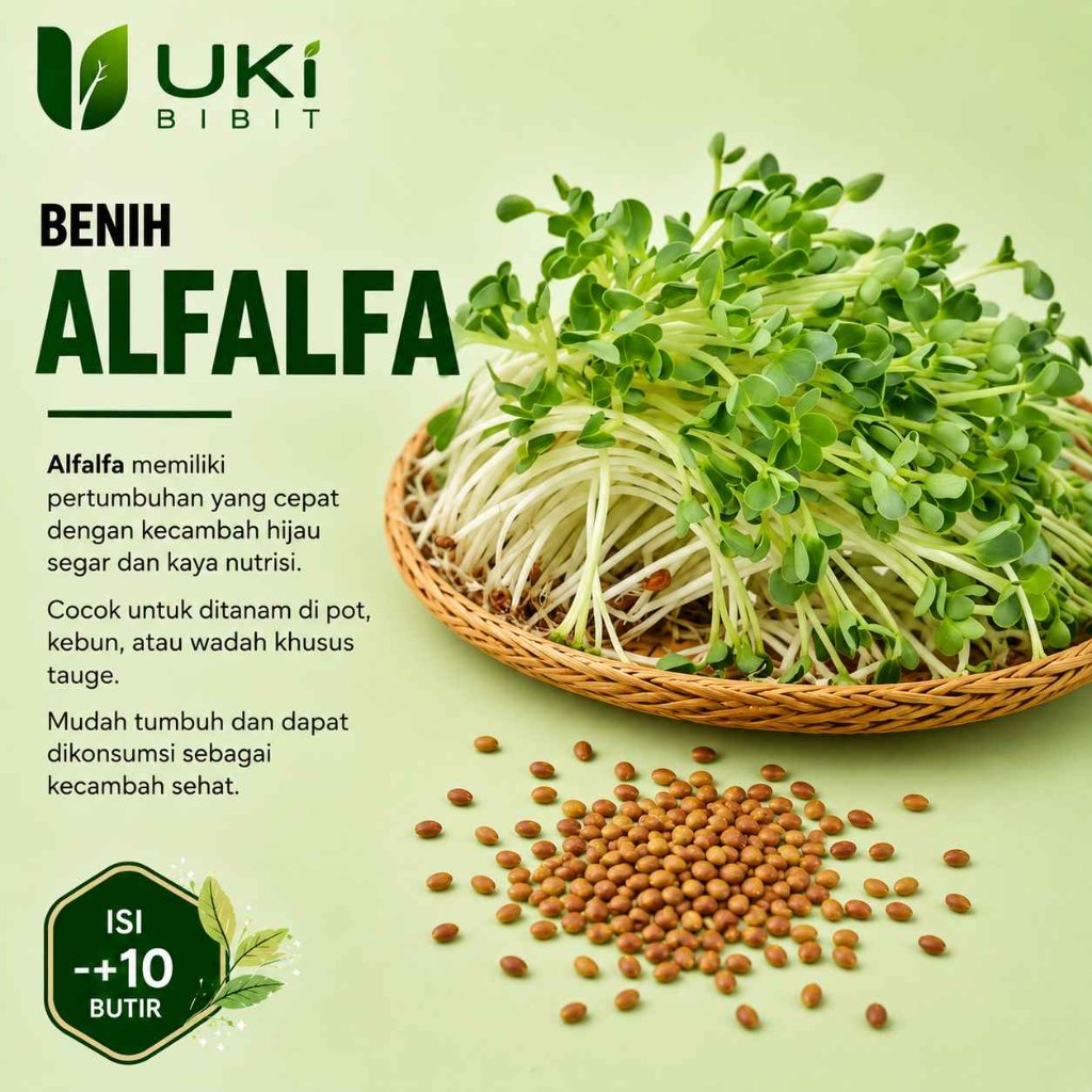 ( 10 Butir ) Benih Biji Alfalfa | Alfalfa Sprout | Lucerne | Medicago Sativa