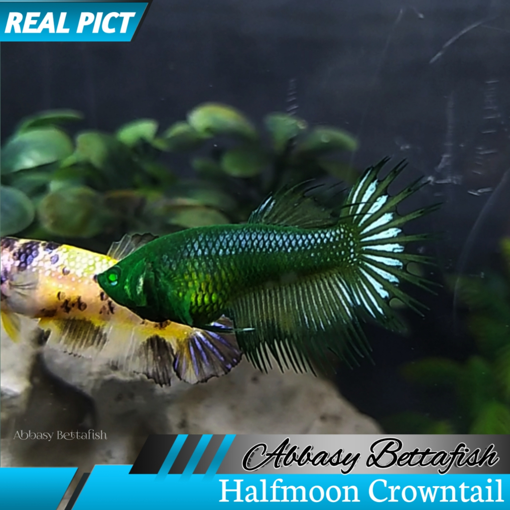 Halfmoon Crowntail Betina Female CT Hulk ( Real Pictures) 01