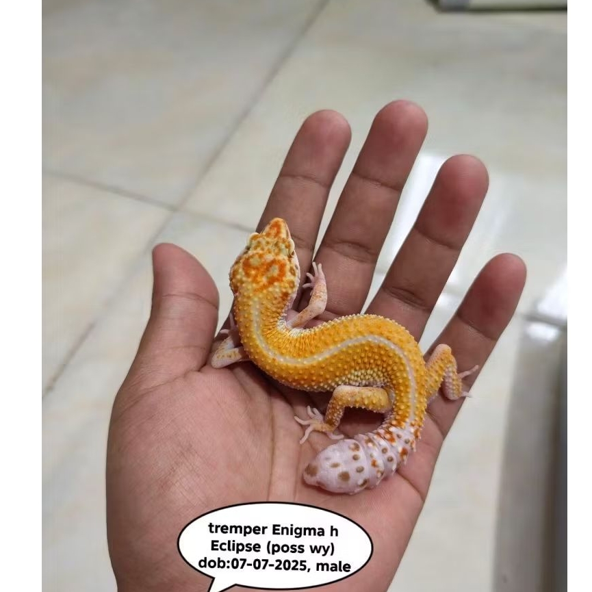 mainan gecko minus sesuai foto