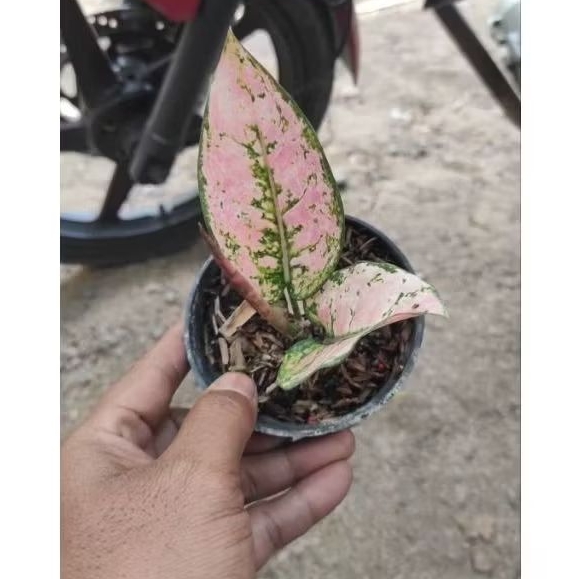 Bibit / Anakan Aglonema Ruby Fanta 1-2 Daun