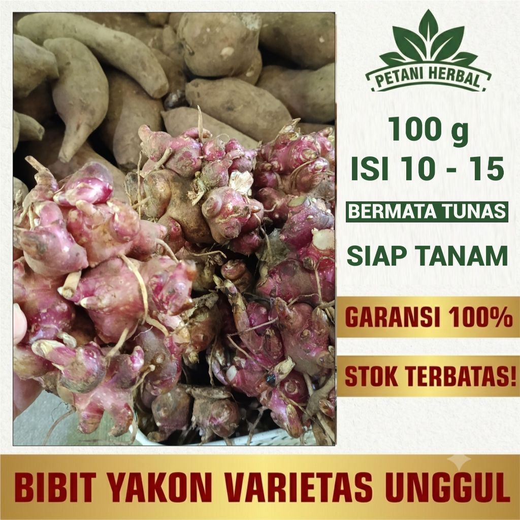 BIBIT YACON REMPANG/TUNAS SIAP TANAM