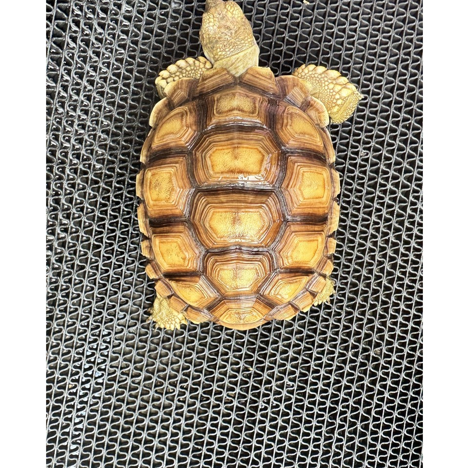 Pelet Sulcata Baby 10 Cm Rakus Aktif Sehat