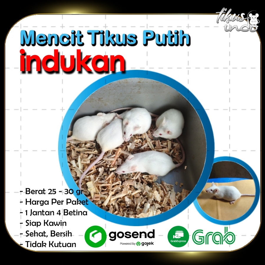 Mencit Tikus Putih Dewasa Mencit Dewasa Paket Indukan 1 Jantan 4 Betina Berat 25-30 Gram Siap Kawin 