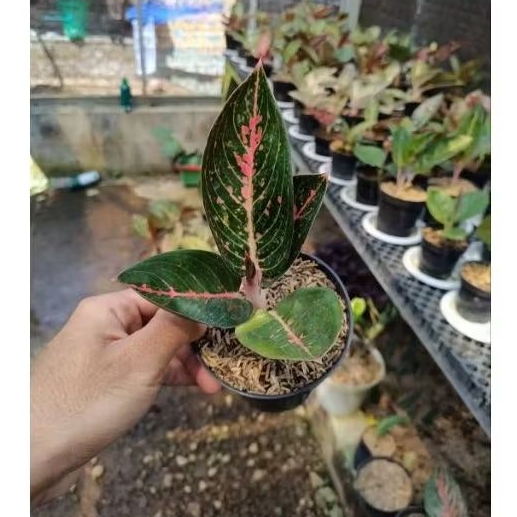 bibit anakan aglonema adelia