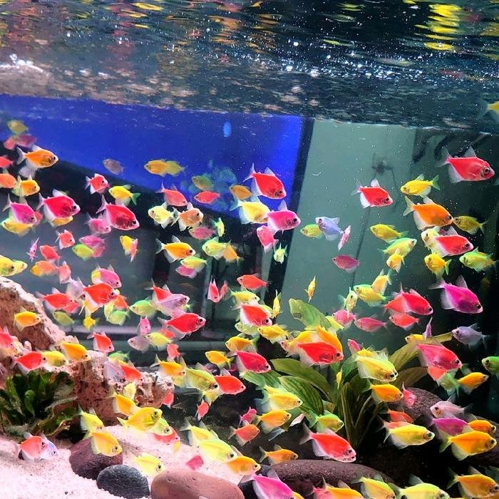 Aquascape Glofish tetra Paket 10 ekor paling murah