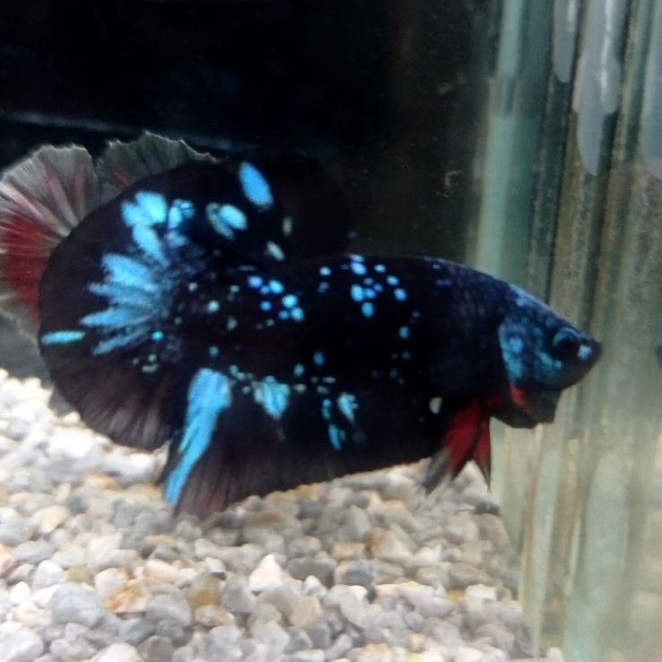 Avatar gordon