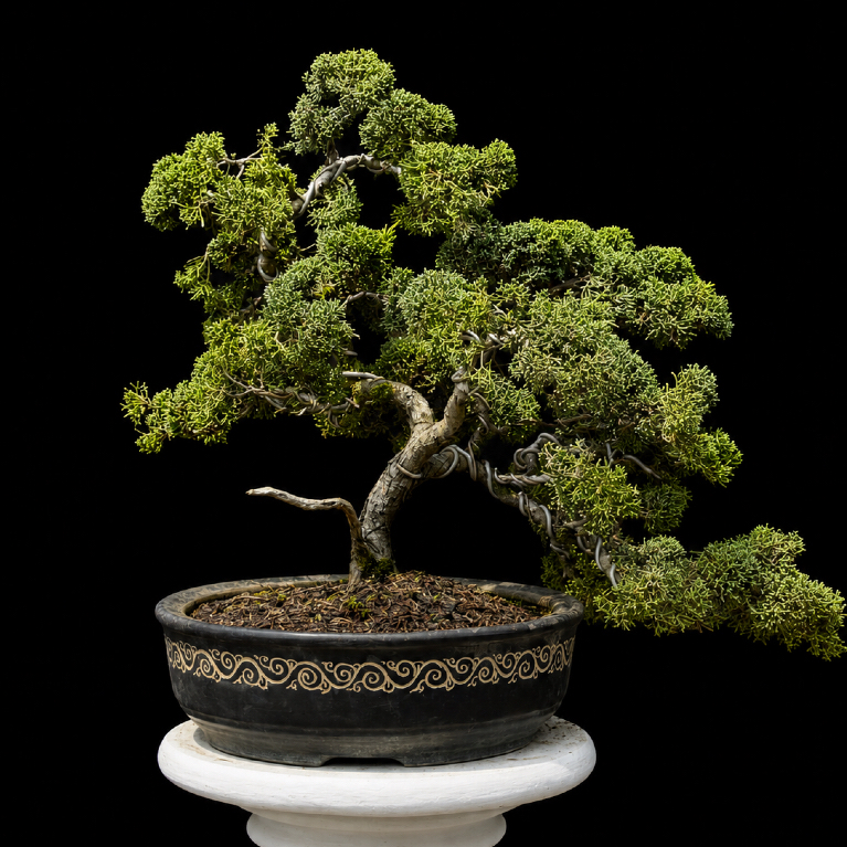 (BONSAI) Juniperus Chinensis 'Chinese Kishu' (Cemara Pingpong)