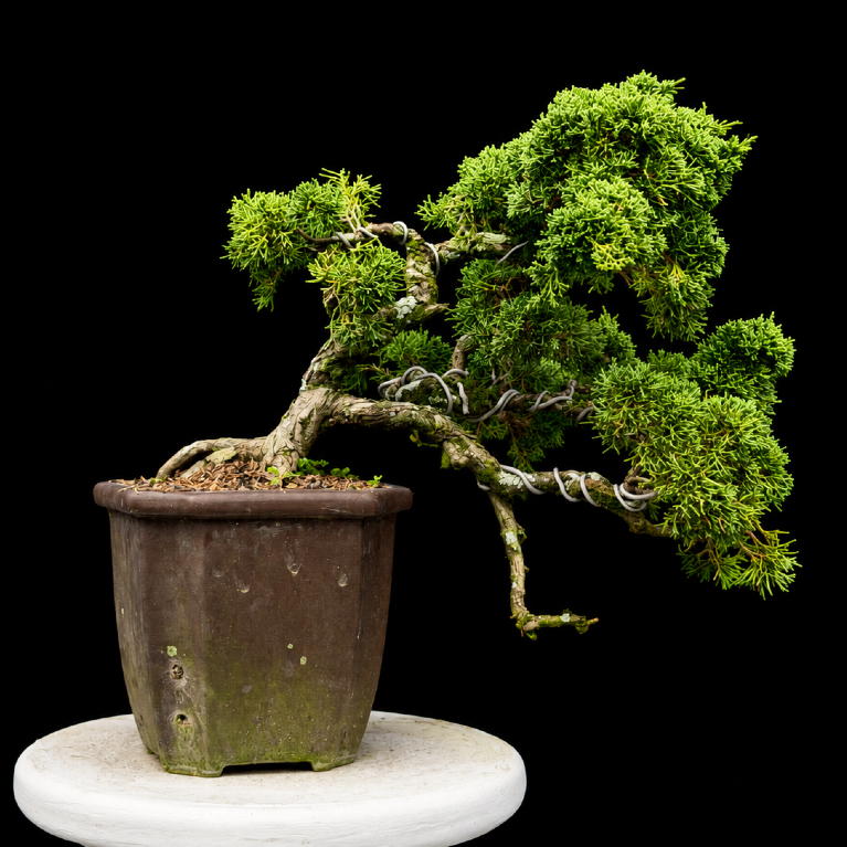 (BONSAI) Juniperus Chinensis 'Chinese Kishu' (Cemara Pingpong)