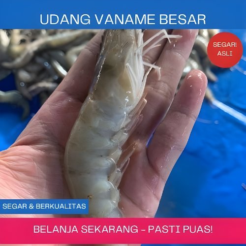 Udang vaname segar,udang vaname besar,udang vaname makassar,udang makassar,ikan makassar,seefood mak