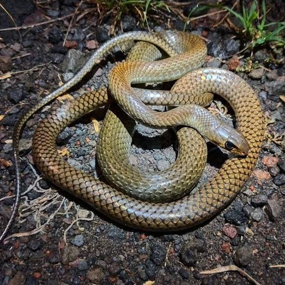 Ular Ptyas Koros Reptil Eksotis untuk Koleksi Peliharaan