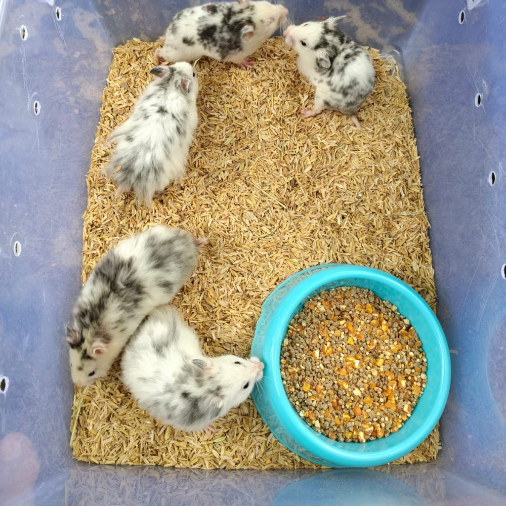 Hamster Syrian Fujiyama Sehat, Lincah & Jinak - Peliharaan Lucu Menggemaskan
