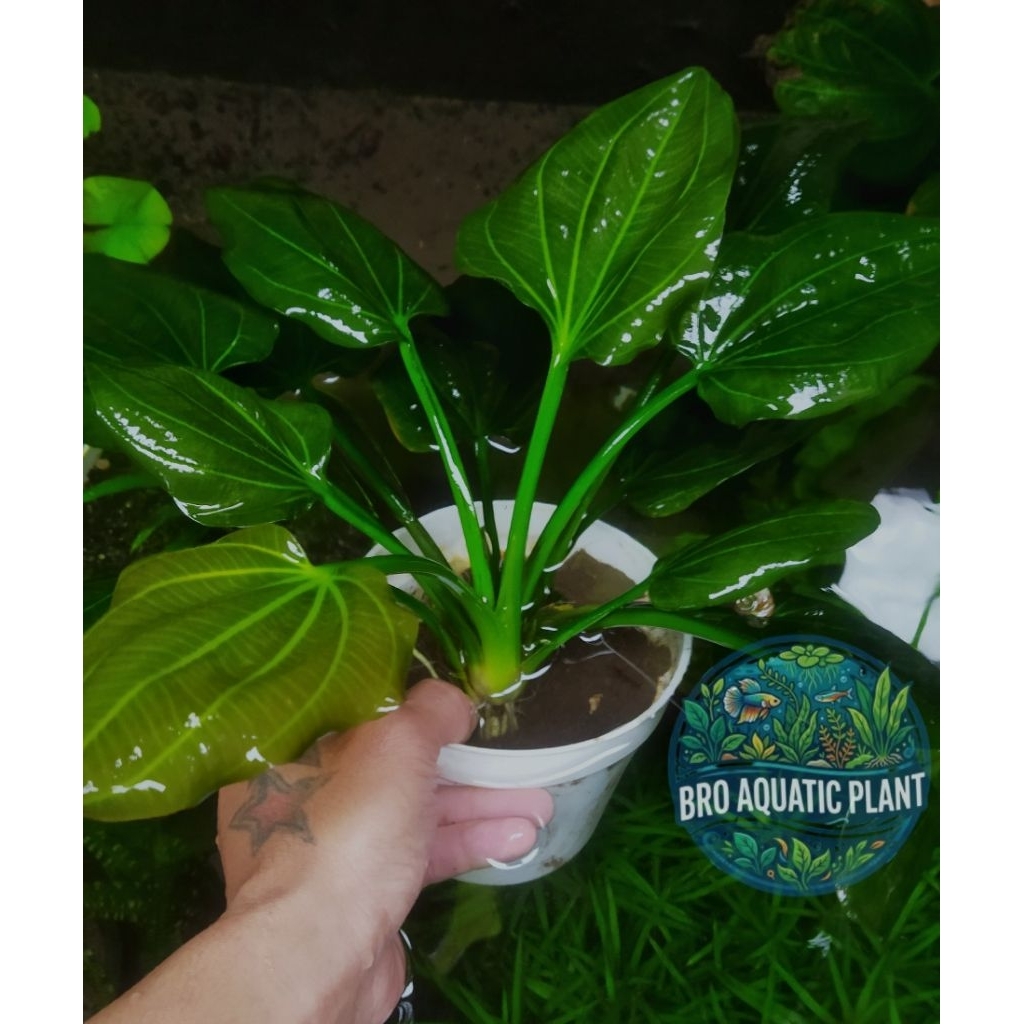 Ecinodorus Iguazu Jumbo / Tanaman hias Aquascape Full Daun Air