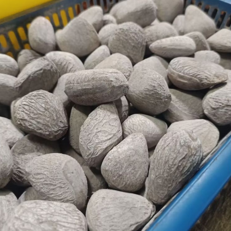 

Kluwak/Kluwek - 250gr