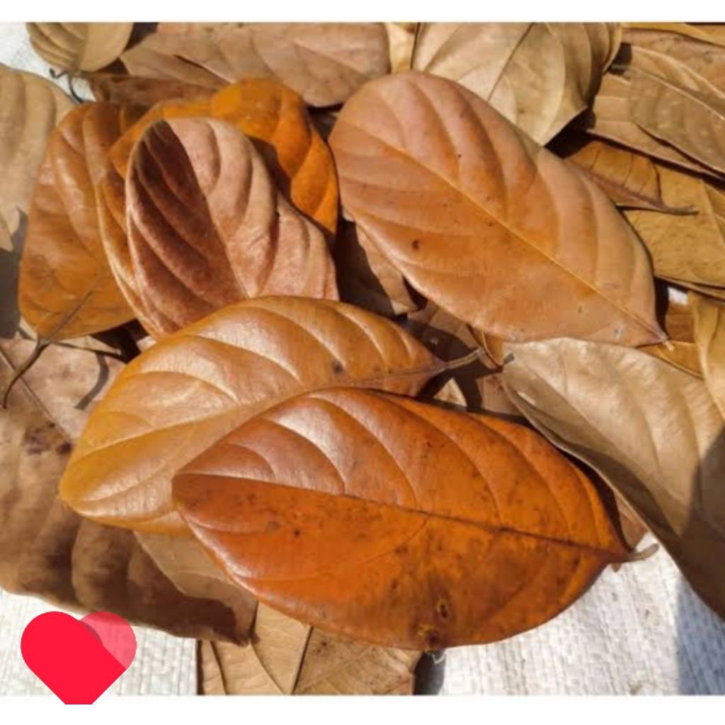 

daun nangka kering bahan prakarya kolase 50 lembar